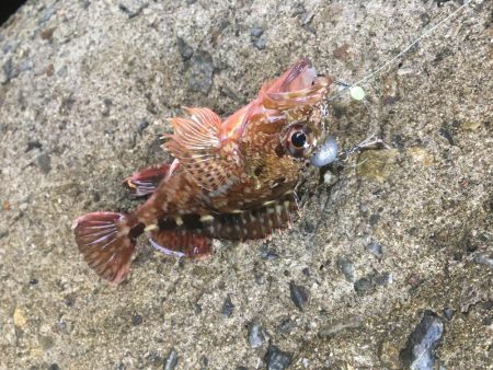 お昼まで穴釣り